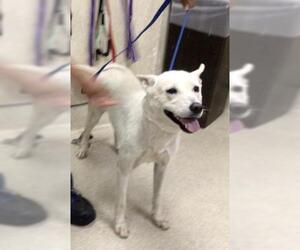 Siberian Husky-Unknown Mix Dogs for adoption in Riverside, CA, USA