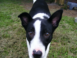 Border Collie-Unknown Mix Dogs for adoption in New Bern, NC, USA