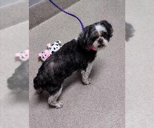 Shih Tzu-Unknown Mix Dogs for adoption in Las Vegas, NV, USA