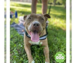 American Pit Bull Terrier Dogs for adoption in Dallas, TX, USA