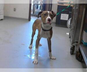 American Pit Bull Terrier-Unknown Mix Dogs for adoption in Fayetteville, NC, USA