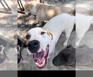 Coonhound-Great Pyrenees Mix Dogs for adoption in Tracy City, TN, USA