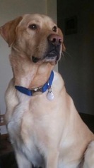 Labrador Retriever Dogs for adoption in Spring Lake, NJ, USA