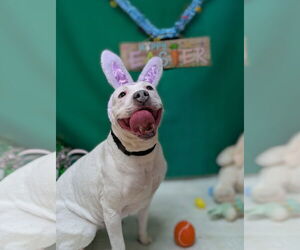 American Bulldog-Unknown Mix Dogs for adoption in Franklin, North Carolina, NC, USA
