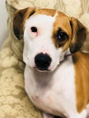 Beagle Dogs for adoption in Williston, VT, USA