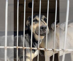 Mutt Dogs for adoption in Oklahoma City, OK, USA