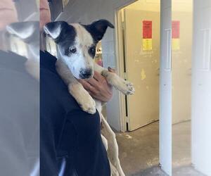 American Pit Bull Terrier-Unknown Mix Dogs for adoption in Waco, TX, USA