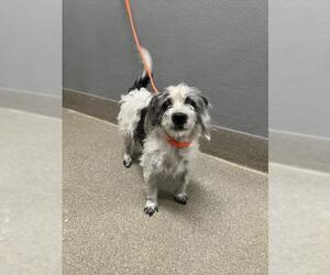 Mutt Dogs for adoption in Las Vegas, NV, USA