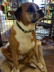 Boxer Dogs for adoption in Glenwood, GA, USA