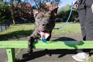American Staffordshire Terrier-Unknown Mix Dogs for adoption in New York, NY, USA