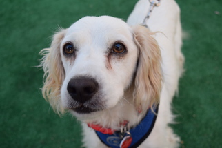 Small Cocker Spaniel