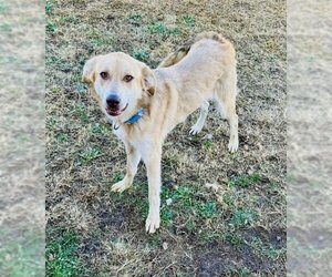 Anatolian Shepherd-Labrador Retriever Mix Dogs for adoption in Winter Park, CO, USA