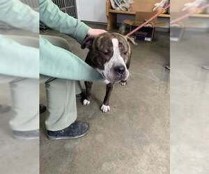 American Pit Bull Terrier Dogs for adoption in Fairfield, IL, USA