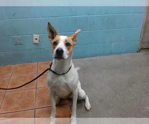 Mutt Dogs for adoption in Downey, CA, USA
