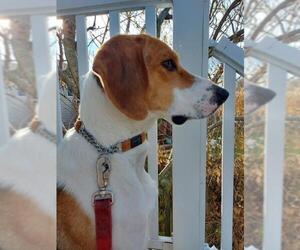 American Foxhound Dogs for adoption in Ontario, Ontario, Canada