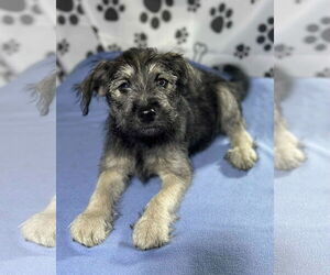 Mutt Dogs for adoption in SHERBURNE, NY, USA