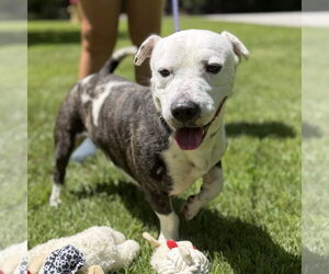 Mutt Dogs for adoption in Yardley, PA, USA