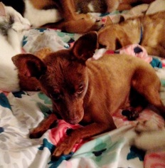 Chihuahua-Unknown Mix Dogs for adoption in Rancho Santa Fe, CA, USA