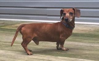 Dachshund Dogs for adoption in Jackson, NJ, USA