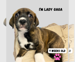 Mountain Cur-Plott Hound Mix Dogs for adoption in GILBERTS, IL, USA