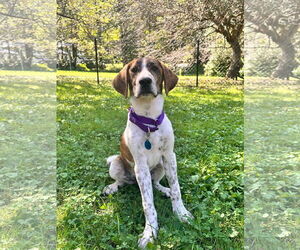 Redbone Coonhound-Treeing Walker Coonhound Mix Dogs for adoption in pomfret, CT, USA