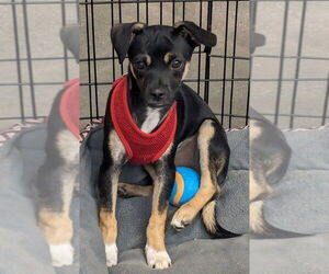 Doxie-Pin Dogs for adoption in San Bernardino, CA, USA