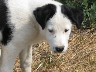 Border Collie-Unknown Mix Dogs for adoption in Chinook, MT, USA