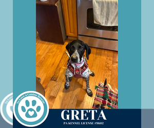 German Shorthaired Pointer Dogs for adoption in Kimberton, PA, USA