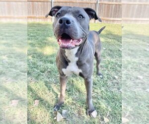 American Pit Bull Terrier Dogs for adoption in Great Bend, KS, USA