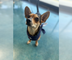 Chihuahua-Unknown Mix Dogs for adoption in Cranston, RI, USA