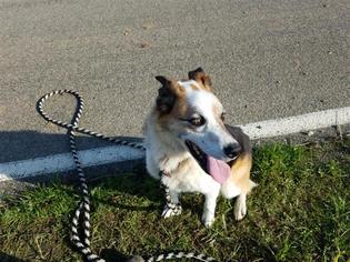 Border-Aussie Dogs for adoption in Incline Village, NV, USA