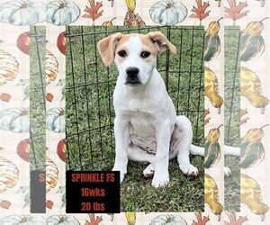 Great Pyrenees-Unknown Mix Dogs for adoption in Woodbury, NY, USA