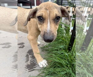 Labrador Retriever-Unknown Mix Dogs for adoption in New London, WI, USA