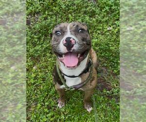 American Staffordshire Terrier Dogs for adoption in Fort Lauderdale, FL, USA