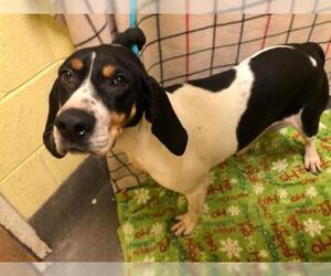 American Foxhound Dogs for adoption in Forestville, MD, USA