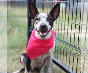 Mutt Dogs for adoption in San Antonio, TX, USA