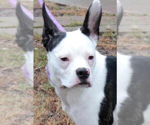 Boston Terrier-Unknown Mix Dogs for adoption in Siren, WI, USA