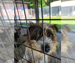 Shih Tzu-Unknown Mix Dogs for adoption in Albemarle, NC, USA