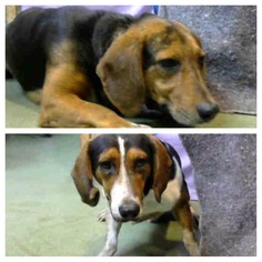 Beagle-Unknown Mix Dogs for adoption in valley center, CA, USA