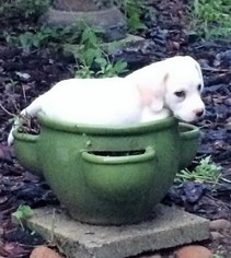 Medium Photo #1 Beagle-Unknown Mix Puppy For Sale in Tampa, FL, USA