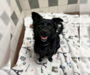 Mutt Dogs for adoption in Salinas, CA, USA