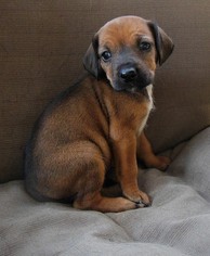 Doxle Dogs for adoption in Newnan, GA, USA
