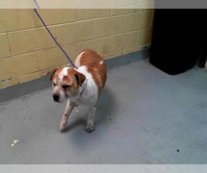 Medium Photo #2 American Pit Bull Terrier-Unknown Mix Puppy For Sale in Tulsa, OK, USA