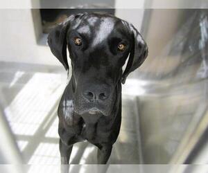 Great Dane Dogs for adoption in Orange, CA, USA