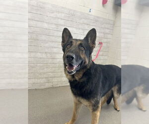 German Shepherd Dog Dogs for adoption in San Bernardino, CA, USA