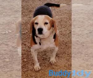 Beagle Dogs for adoption in Stover, MO, USA