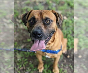Mutt Dogs for adoption in Gainesville, FL, USA