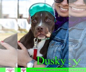 American Pit Bull Terrier-Unknown Mix Dogs for adoption in Pensacola, FL, USA