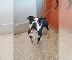 Bulldog Dogs for adoption in Pueblo, CO, USA
