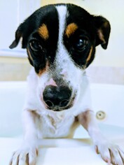 Jack Russell Terrier Dogs for adoption in Tampa, FL, USA